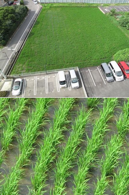 田植えから一ヶ月二週間経ちまし...