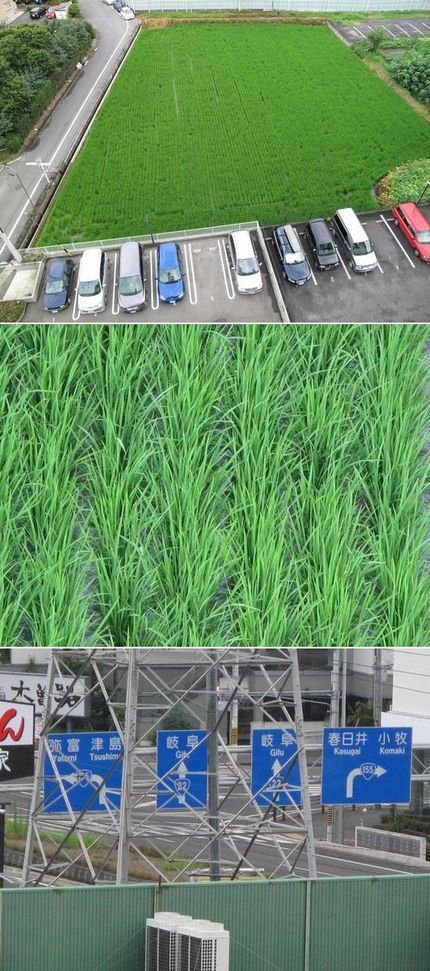 田植えから一ヶ月四週間経ちまし...