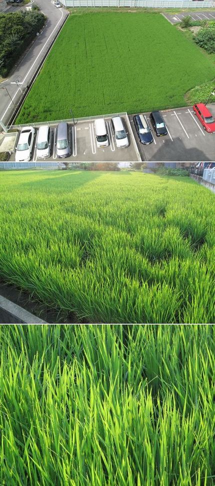 田植えから二ヶ月と二週経ちまし...