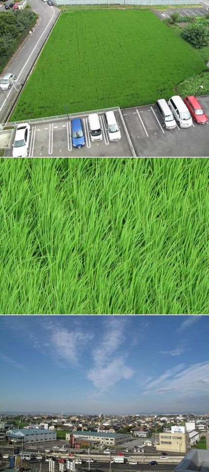田植えから二ヶ月と三週経ちまし...