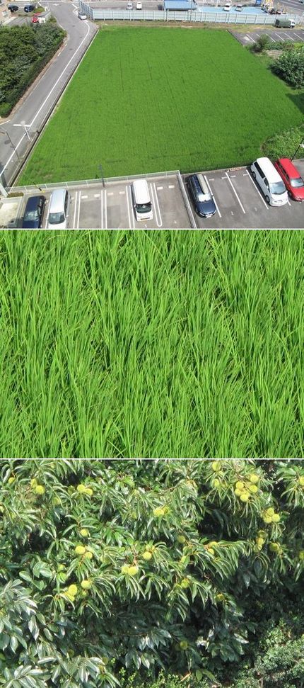 田植えから三ヶ月経ちました
