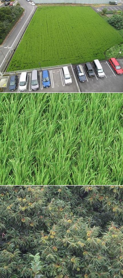 田植えから三ヶ月と一週間経ちま...