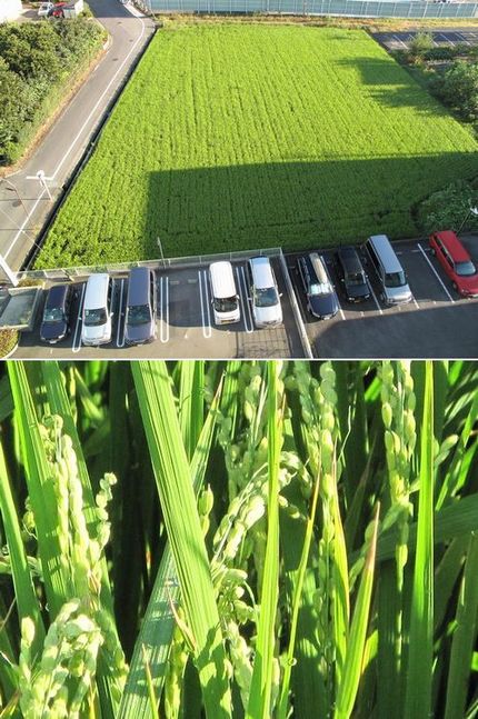 田植えから三ヶ月と一週経ちまし...