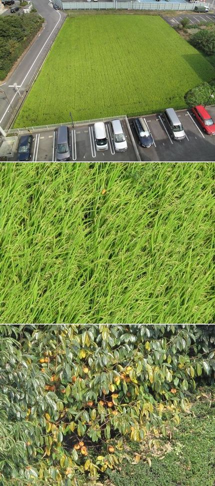 田植えから三ヶ月と三週経ちまし...