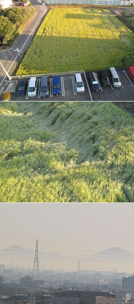 田植えから三ヶ月と３週経ちまし...