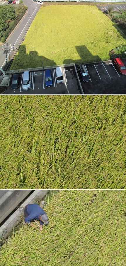 田植えから三ヶ月と四週経ちまし...