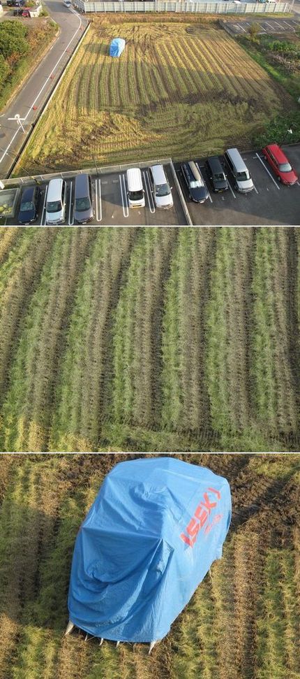 田植えから約五ヶ月で収穫