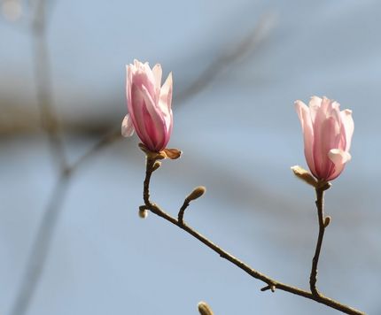 春の明治村その２