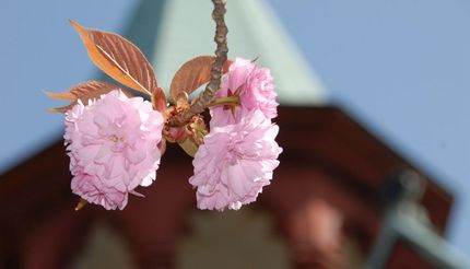 明治村は八重桜の季節