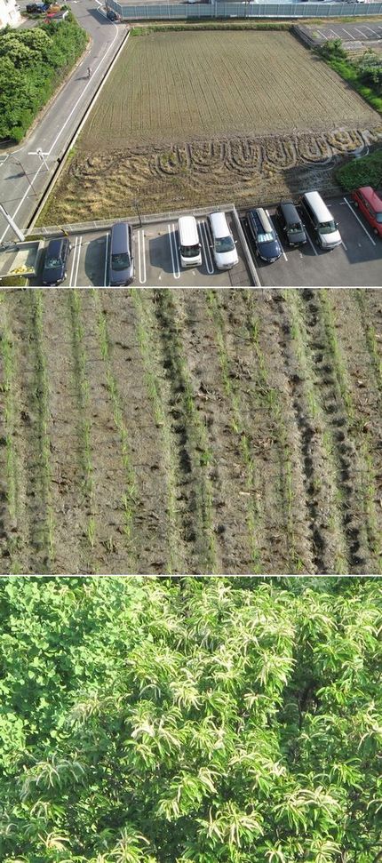田植え後の定点観測(2010....