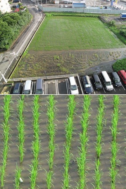 田植えから一ヶ月が経ちました
