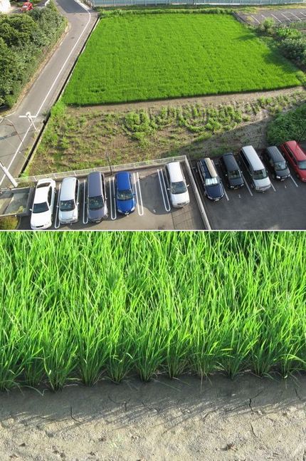 田植えから二ヶ月が経ちました、...