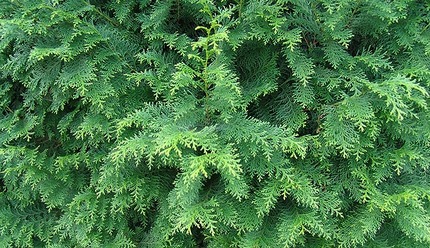 来年の花粉症の予報です「今年の...