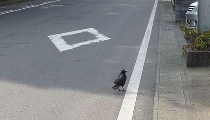 飛べないカラス