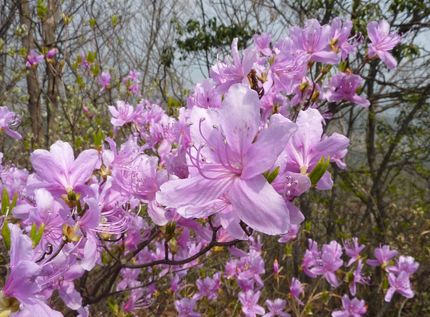 お山は花の季節です