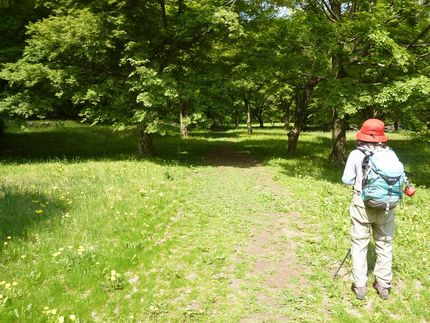 投稿再開です：山は緑でいっぱい...
