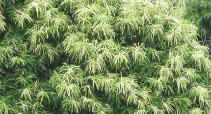 お騒がせ栗の花の季節になりまし...