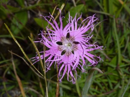 高山植物に癒されます（タカネナ...