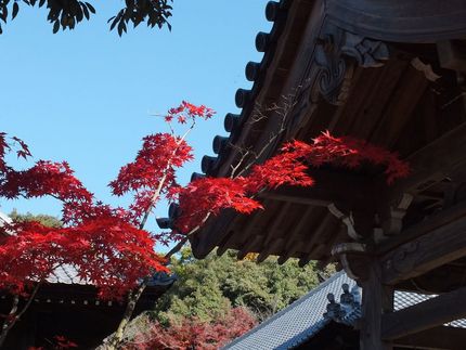 寂光院の紅葉