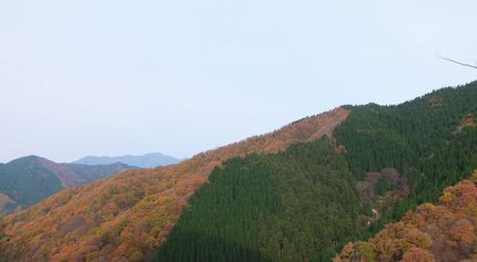 広葉樹と針葉樹