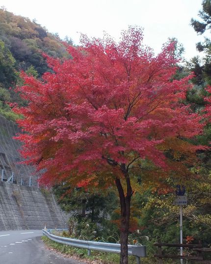谷汲山ふきんの紅葉