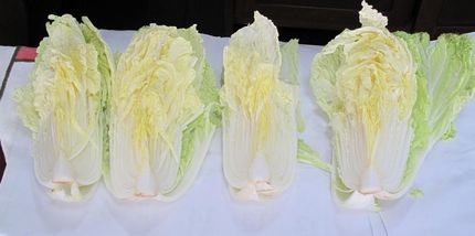 白菜を干す