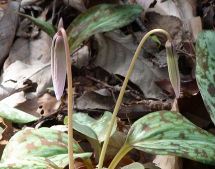 まもなくカタクリの開花です・・...
