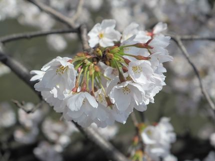 桜