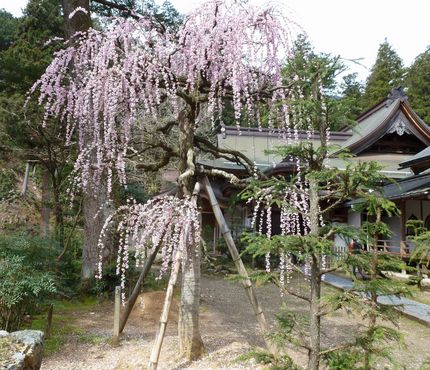 華厳寺の枝垂れ桜
