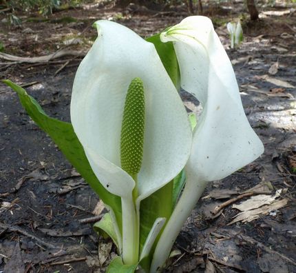 水芭蕉の花が咲いてる・・・・
