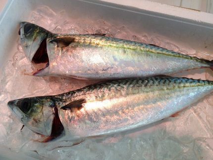 釣り鯖の刺身