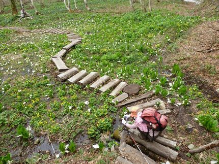 天生湿原の水芭蕉は今が最盛期