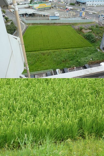 田植え後三ヶ月