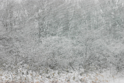 きのこ採りは吹雪で敗退
