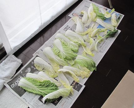 白菜を漬ける