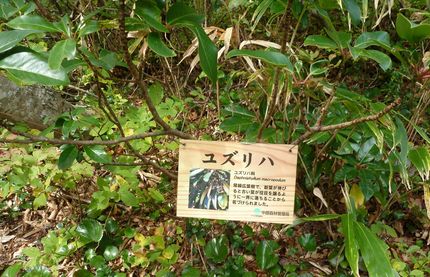 ゆずり葉