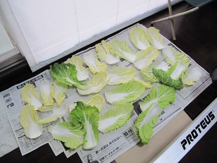 また白菜を干しています