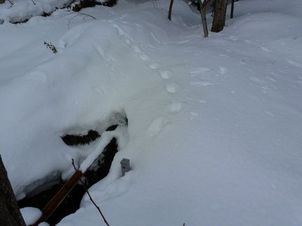 里山の大型野獣と言えば