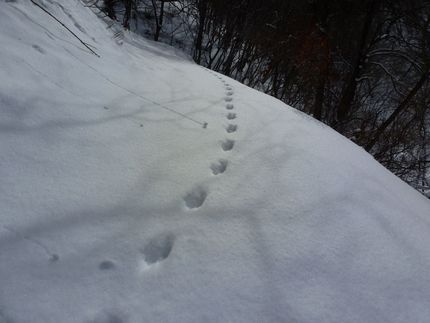 里山の大型野獣と言えば