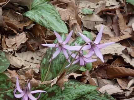 カタクリの開花は予想よりも早く...