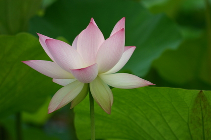 満中陰志