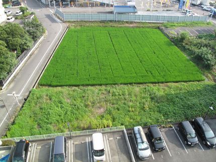 田植えから二ヶ月経過