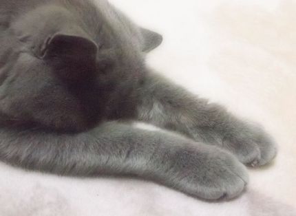 ネコの手も借りたい・・・・