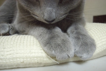 猫の手も借りたい・・・・