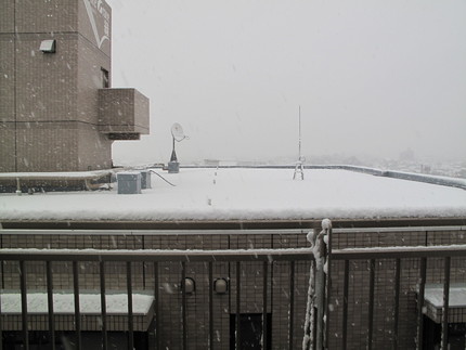 予報通り雪の朝です