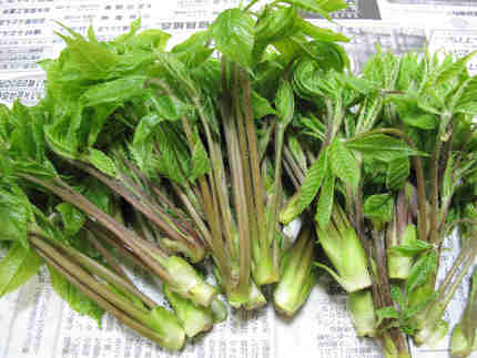 山菜の見分け方