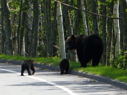クマに要注意