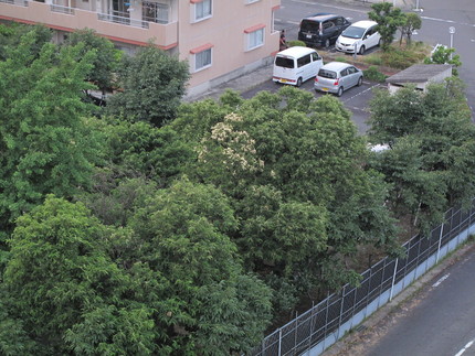 栗の花