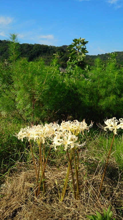 曼珠沙華