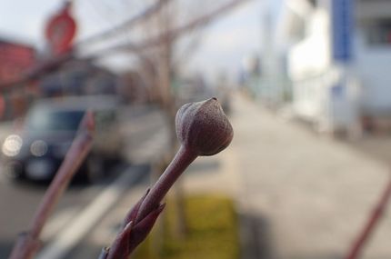ハナミズキの蕾